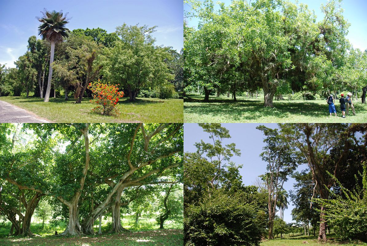 53 Cuba - Cienfuegos - Jardin Botanico - Telescope tree, Santa Rita tree next to a Coccothrinax Palm, a Bodhi tree, and a Mimosa tree